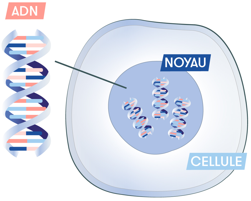 ARN et thérapie génique - Visuel 1