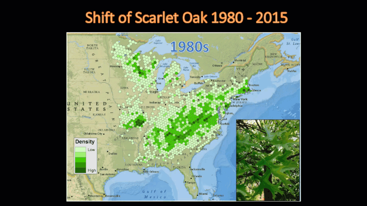 Migration du chêne rouge de 1980 à 2015 