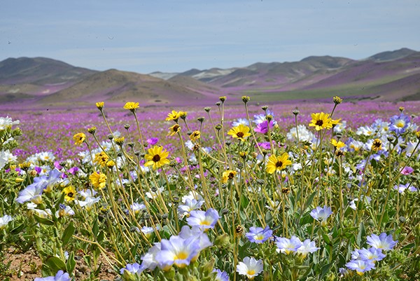 Floraison du désert d’Atacama (Atacama, Chili) après une période de précipitations en 2010