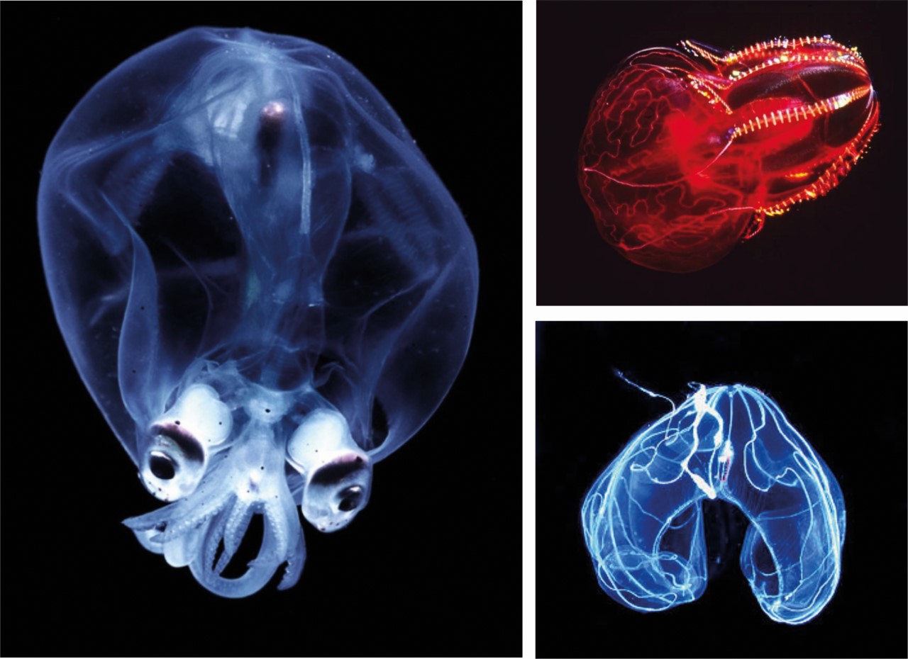 La bioluminescence dans tous ses états, avec à gauche une photographie de calamar (Teuthowenia pellucida) et à droite la photographie de deux espèces de cténophores (haut: Lampocteis cruentiventer ; bas: Bathocyroe fosteri)