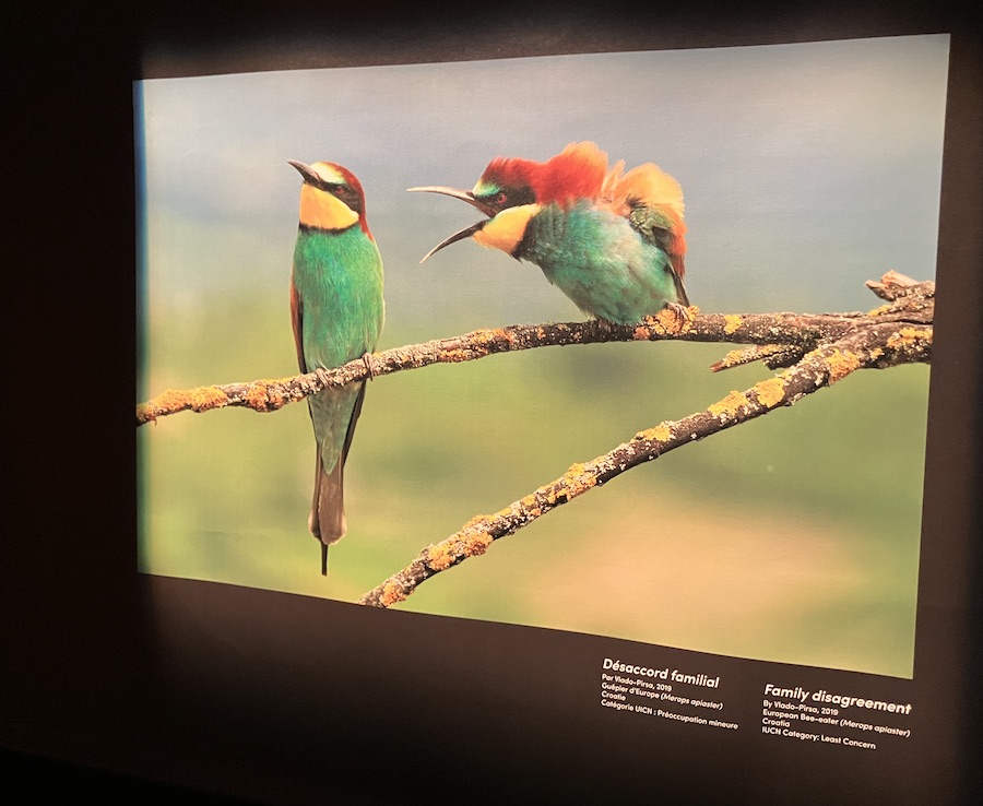 Expo Drôles de bêtes, au Centre des sciences de Montréal