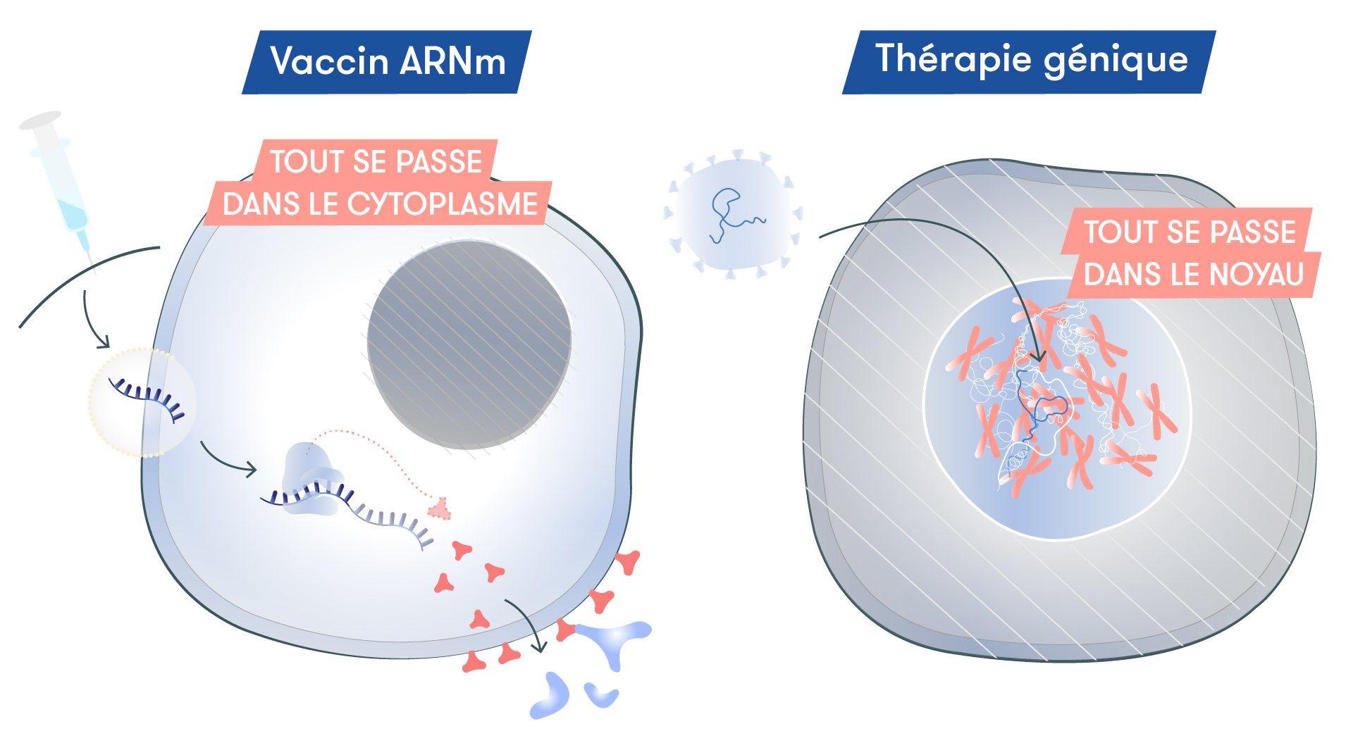 ARN et thérapie génique - Visuel 5
