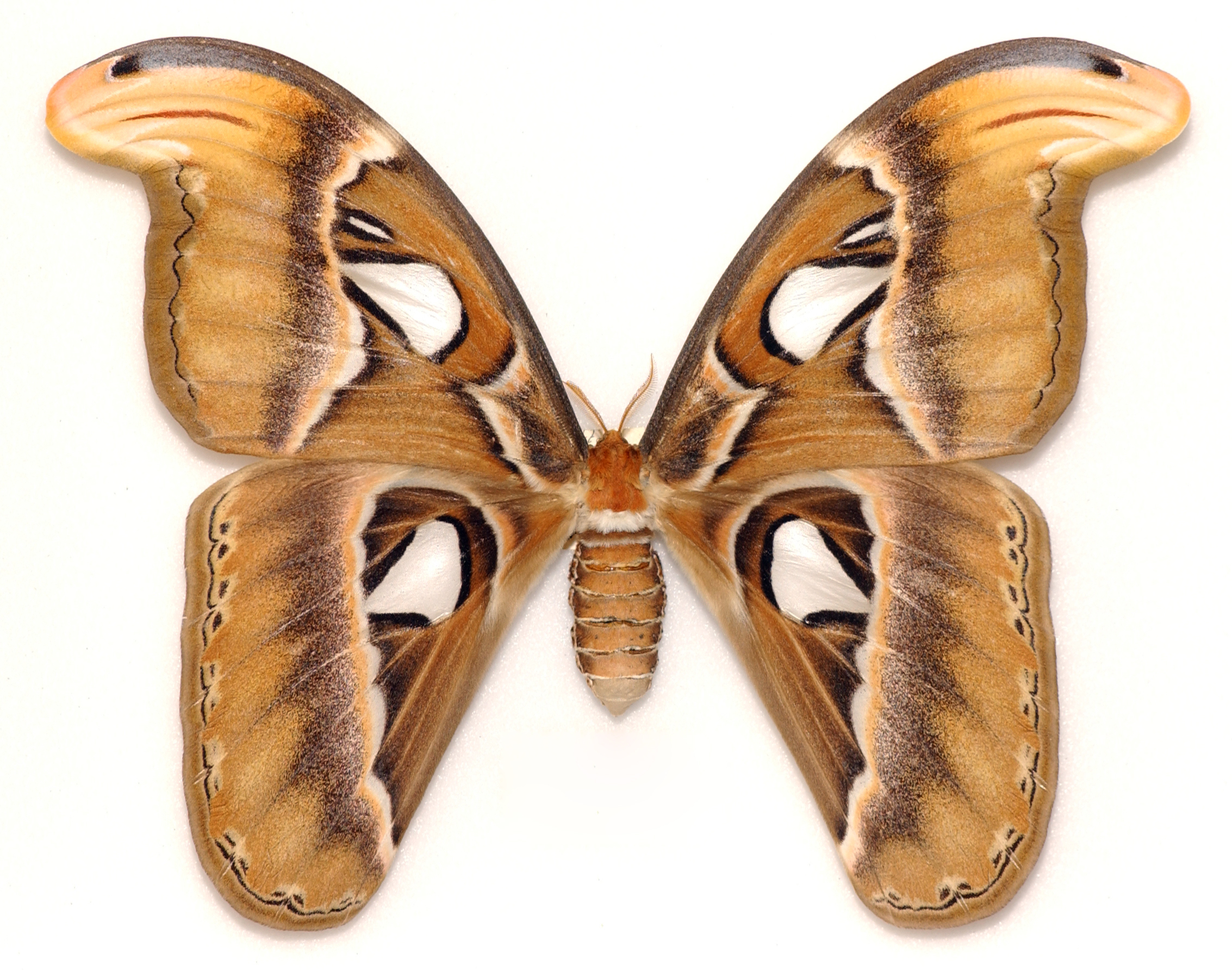 Attacus atlas femelle - Coll. Muséum Lille