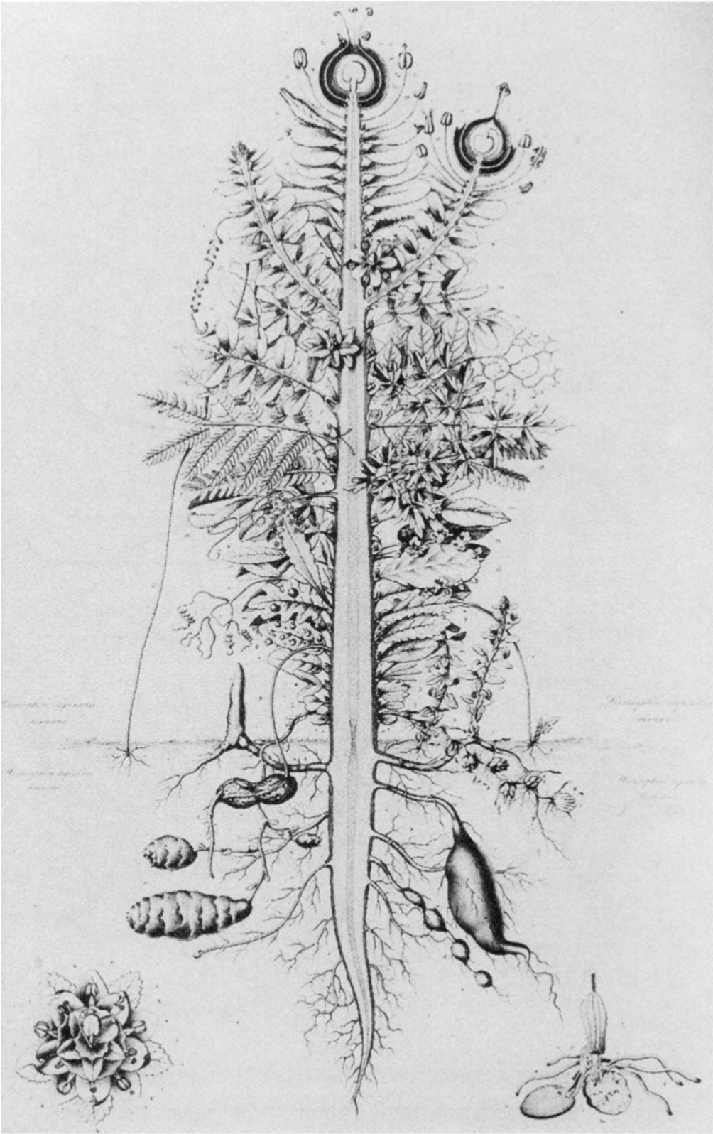 Pierre Jean François Turpin -Wikimedia Commons - http://bit.ly/2C7nDh3