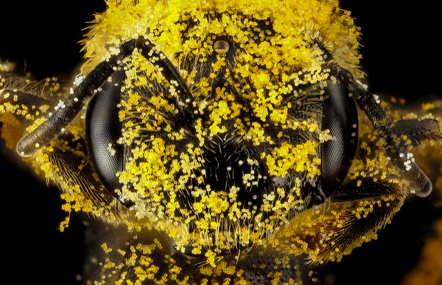 abeille pollen