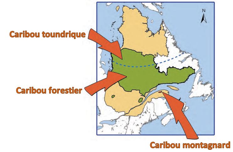 Le Québec abrite le caribou des bois. Cette sous-espèce de caribou est divisée en trois groupes à travers la région.