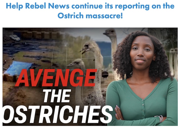 Publicité de Rebel News sur les autruches