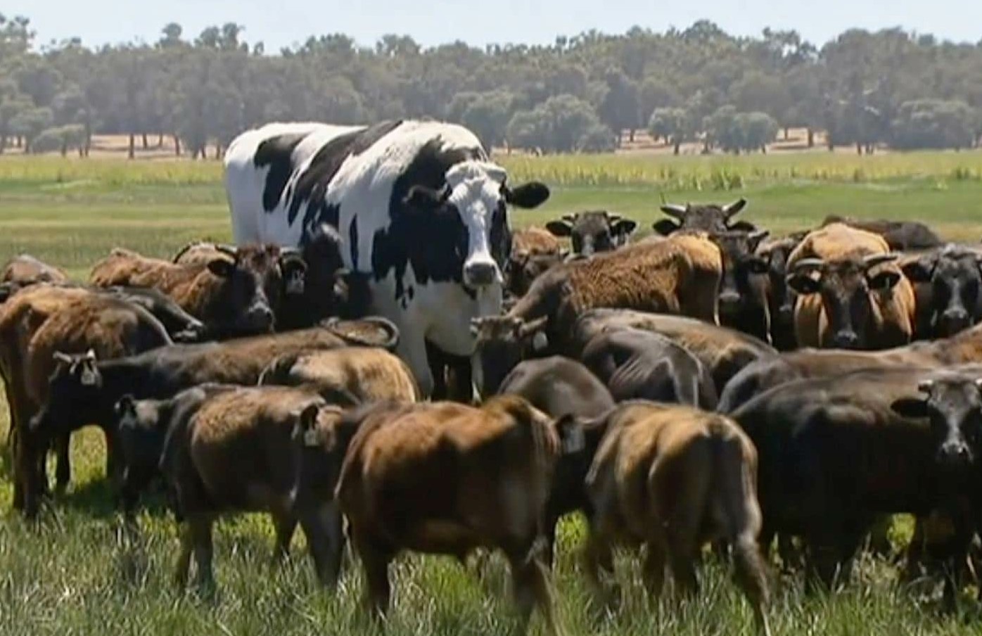 DDR-Clindoeil-Vache-Australie