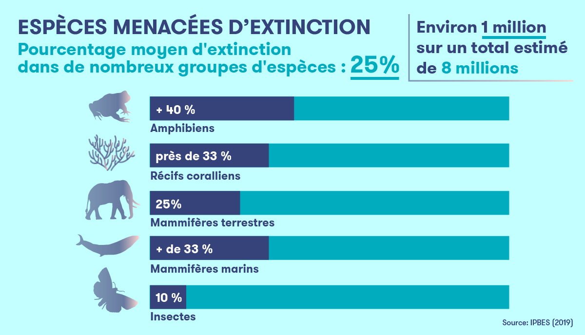 Crise de la biodiversité - Infographie 1