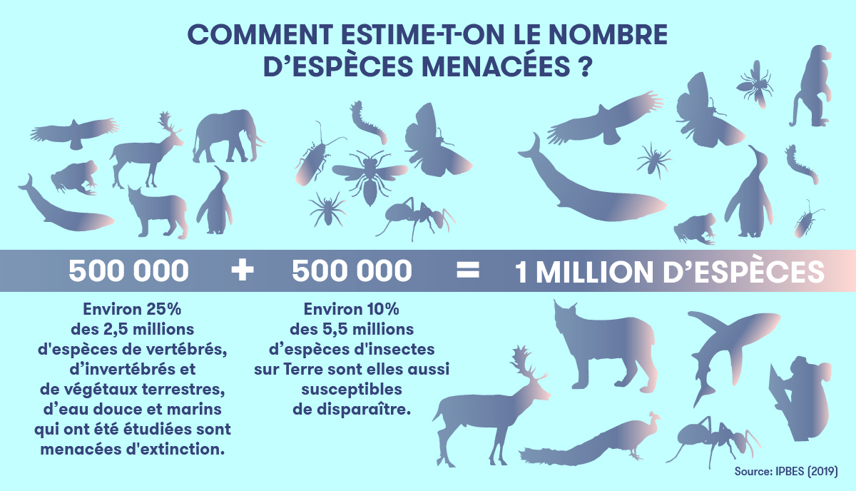 Crise de la biodiversité - Infographie 2