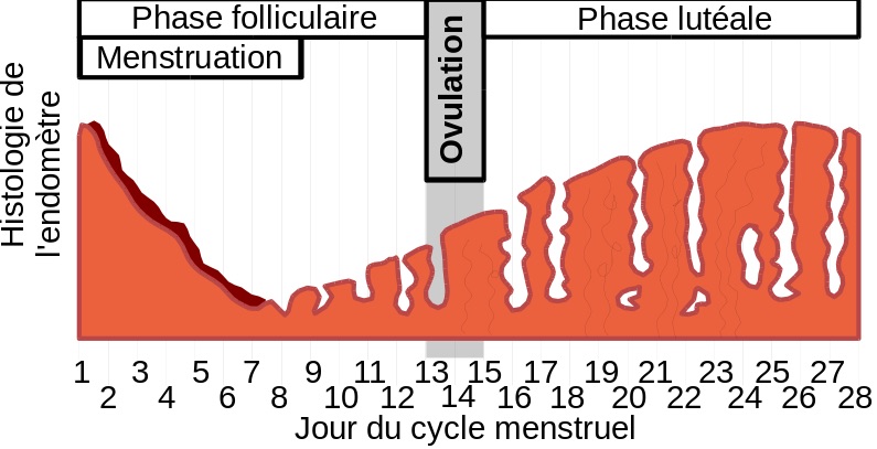 Infographie - Cycle menstruel