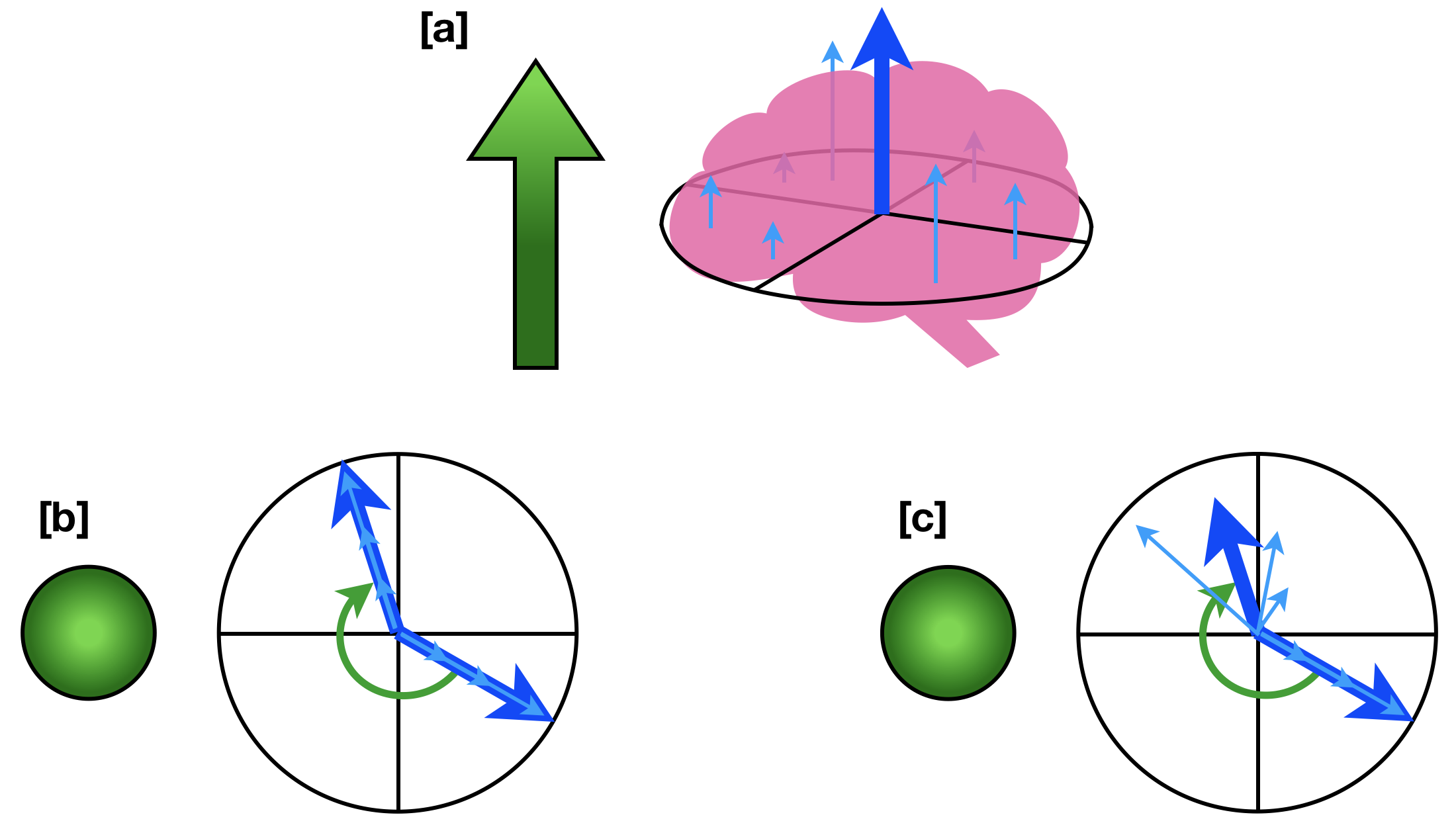 Comment décortiquer le magnétisme de votre cerveau