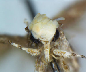 Neopalpa donaldtrumpi