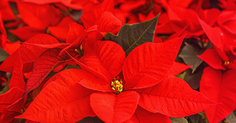 Le poinsettia est-il toxique.