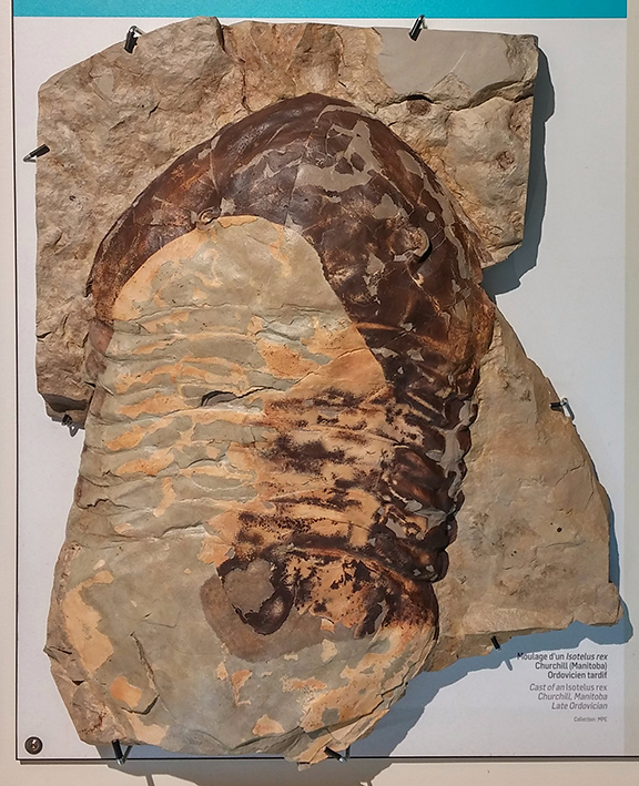 Trilobite de 70 cm, Musée de paléontologie et de l’évolution 