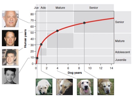 Comparaison des âges de l'humain et du chien