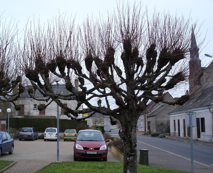 arbre-tilleul-tetedechat