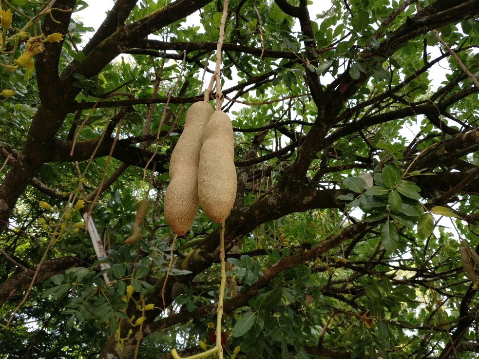 Arbre à saucisses (Kigelia africana) Eric Leeuwerck CC BY-NC