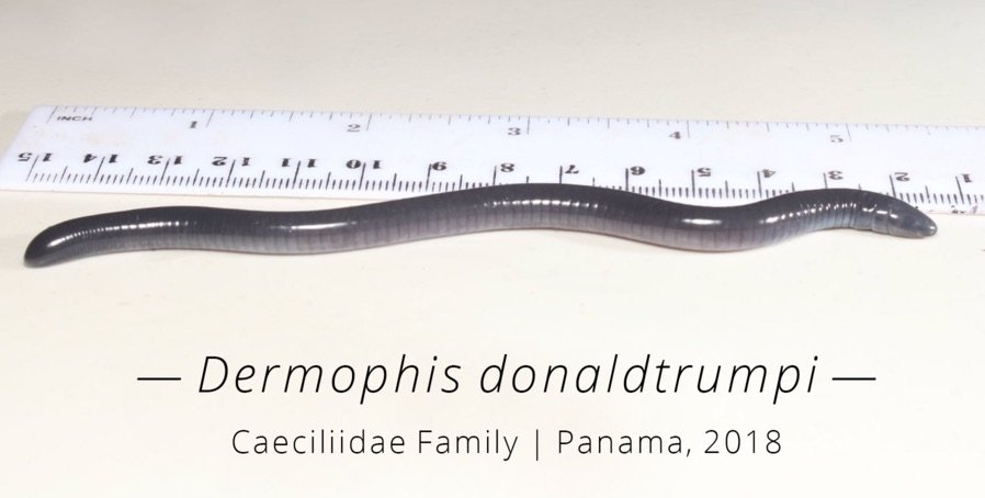 dermophis-donaldtrumpi