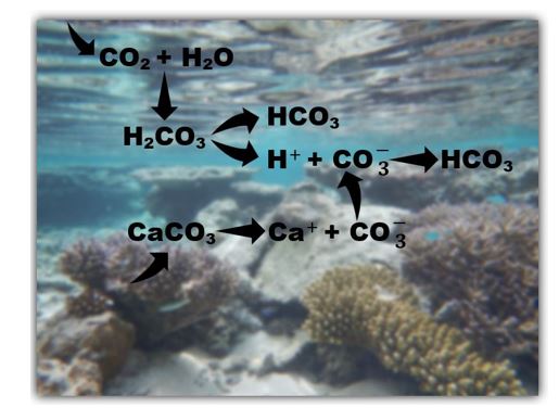 Processus d'acidification des océans menant à la dissolution des récifs