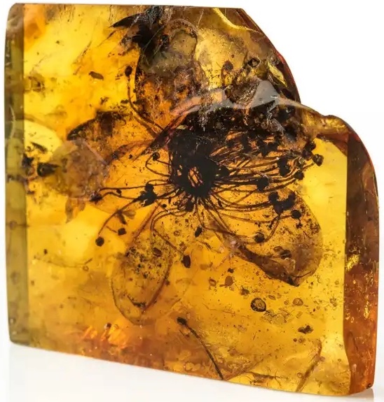 Fleur de 33 millions d'années dans de l'ambre