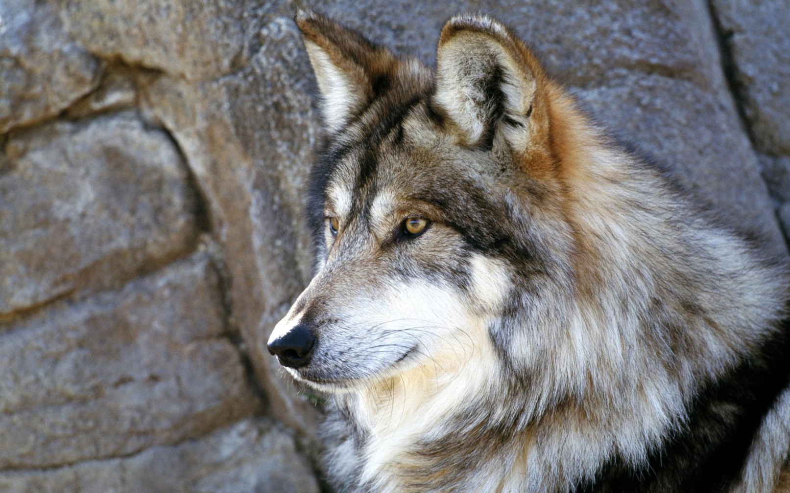 Loup