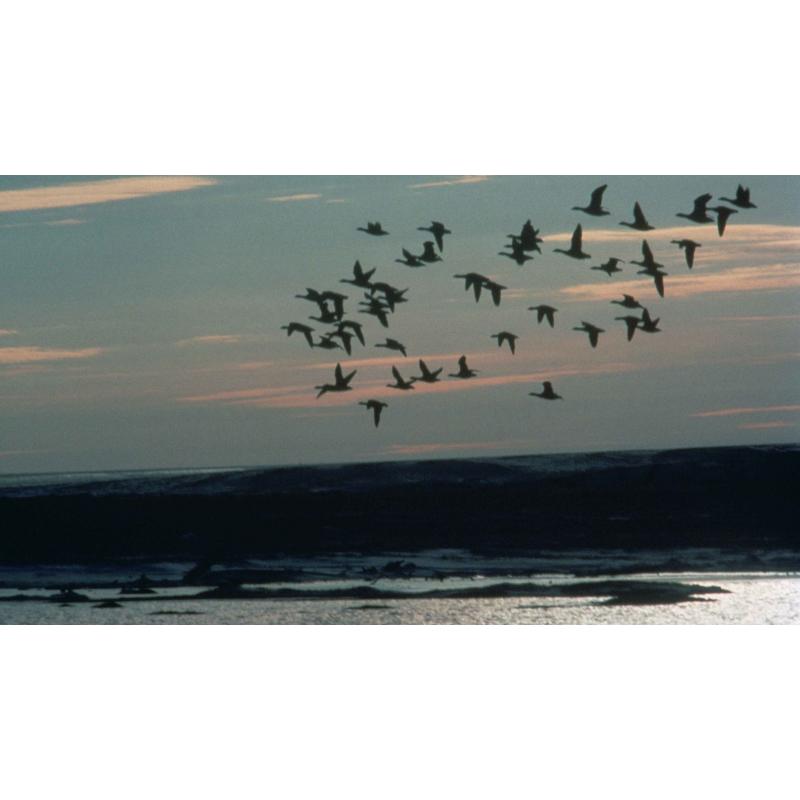 50 miliardi di uccelli |  Science Press Agency