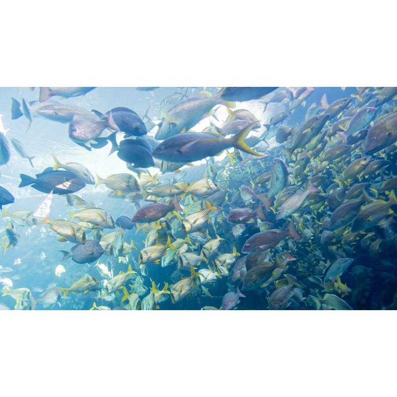 Os peixes não dormem? florescer Os peixes não dormem? florescer