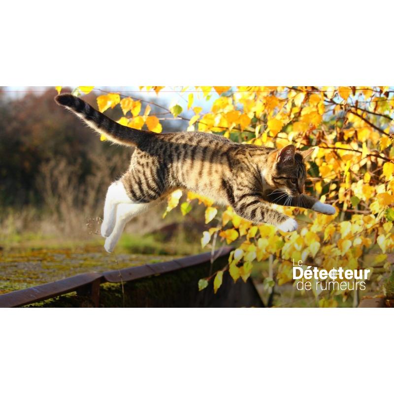 Les Chats Retombent Toujours Sur Leurs Pattes Faux Agence Science Presse Les Chats Retombent Toujours Sur Leurs Pattes Faux Agence Science Presse