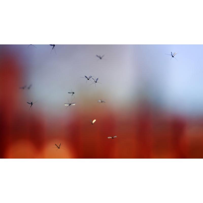 Um mosquito sobrevive ao choque de uma gota de chuva?  verdade