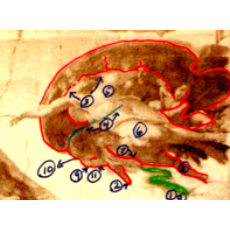 Michel Ange Specialiste En Neuroanatomie Agence Science Presse