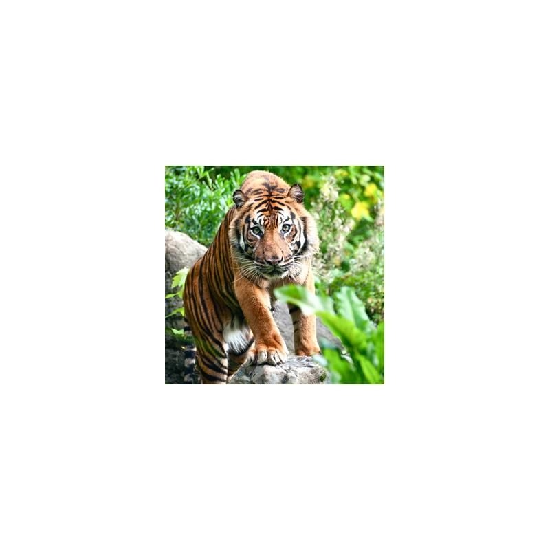 Le Tigre's Rouges Yerres Pourquoi le tigre a-t-il des rayures? | Agence Science-Presse