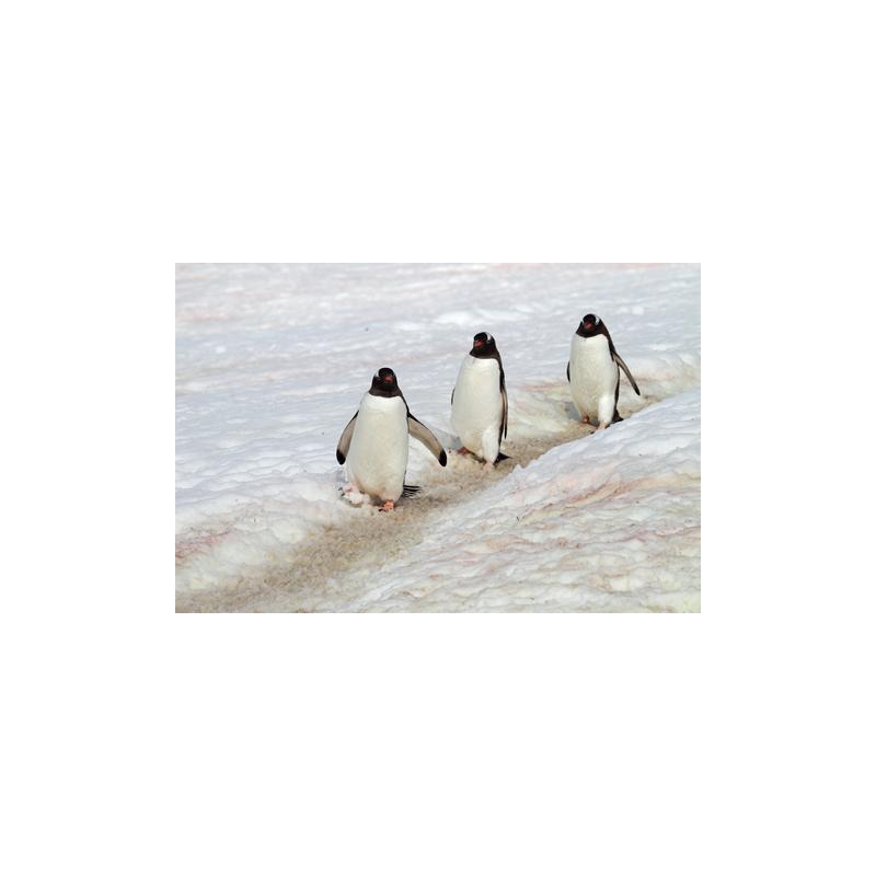 Glace trop dure en Antarctique Agence SciencePresse