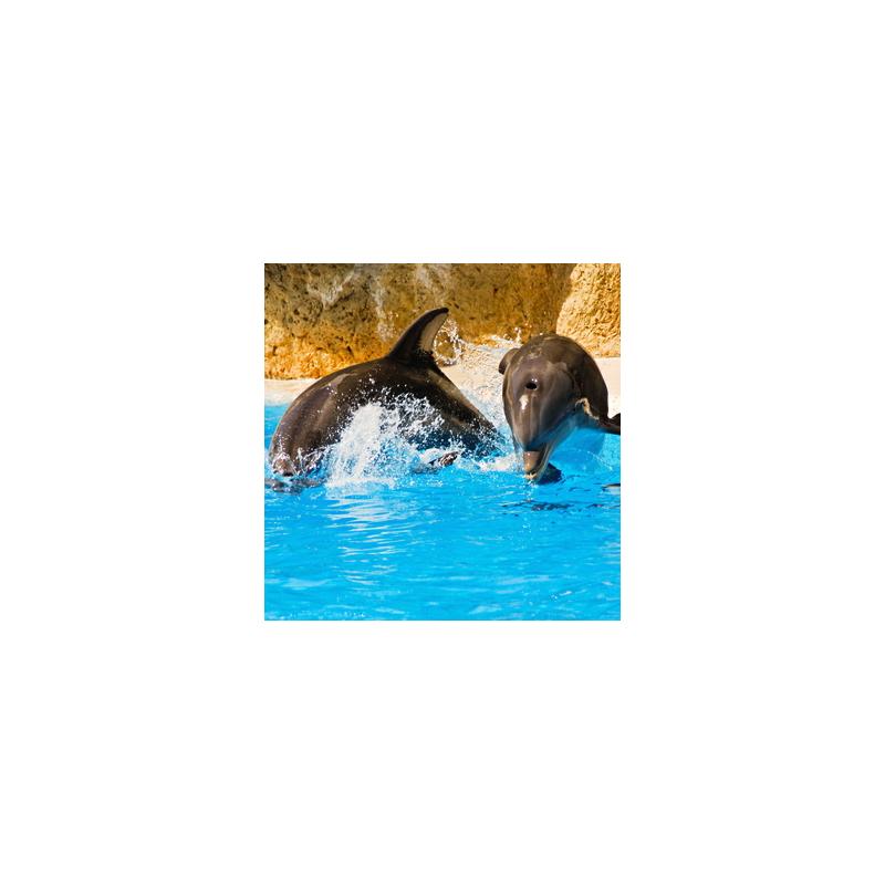 Nager avec les dauphins c est les harceler Agence Nager avec les dauphins c est les harceler Agence