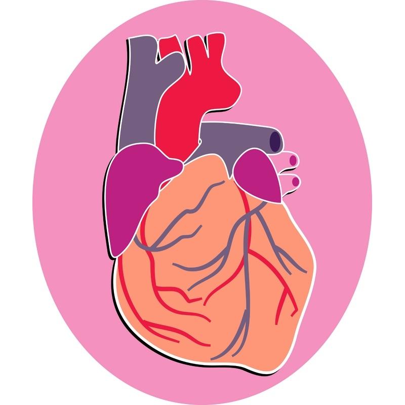 Infarctus du myocarde : une découverte majeure | Agence Science-Presse