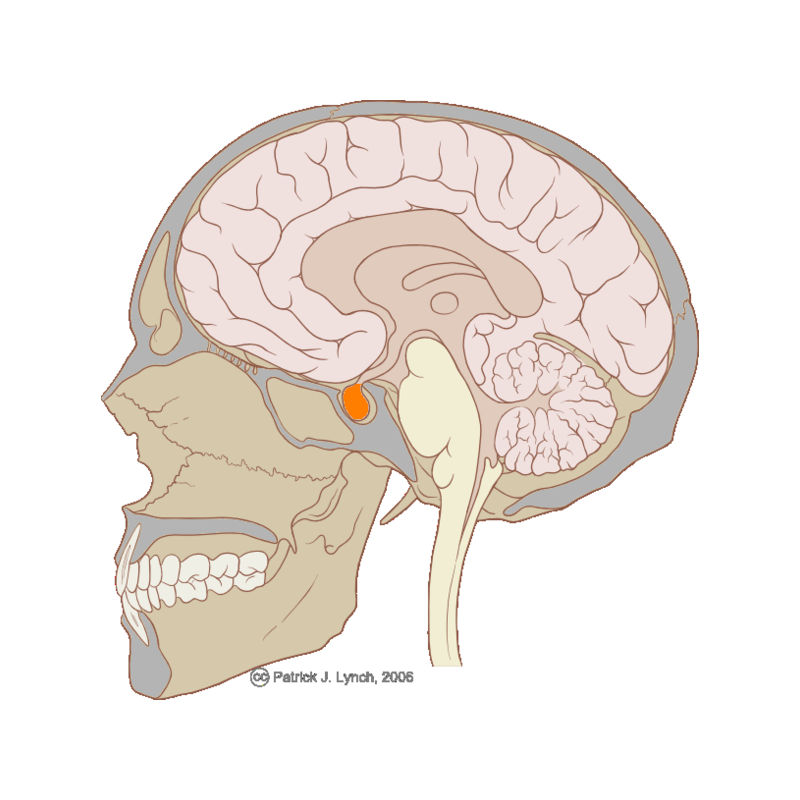 Cellules de l’hypophyse en réseaux structurés Agence SciencePresse