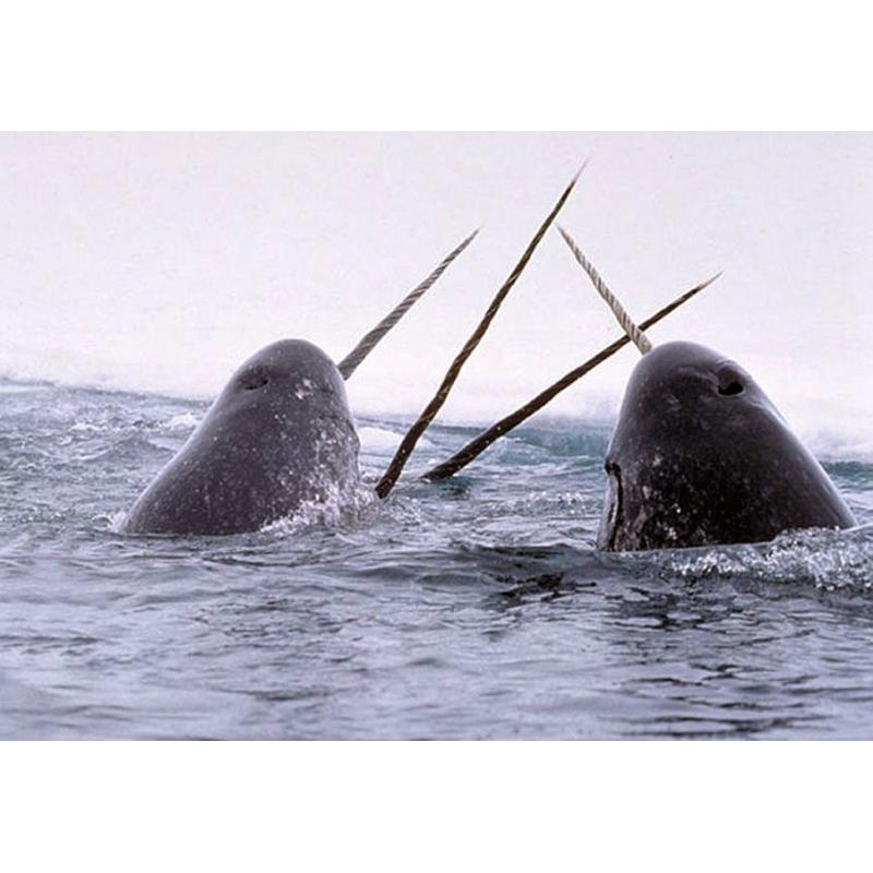 On L'appelle La Licorne Des Mers Le chant des licornes des mers | Agence Science-Presse
