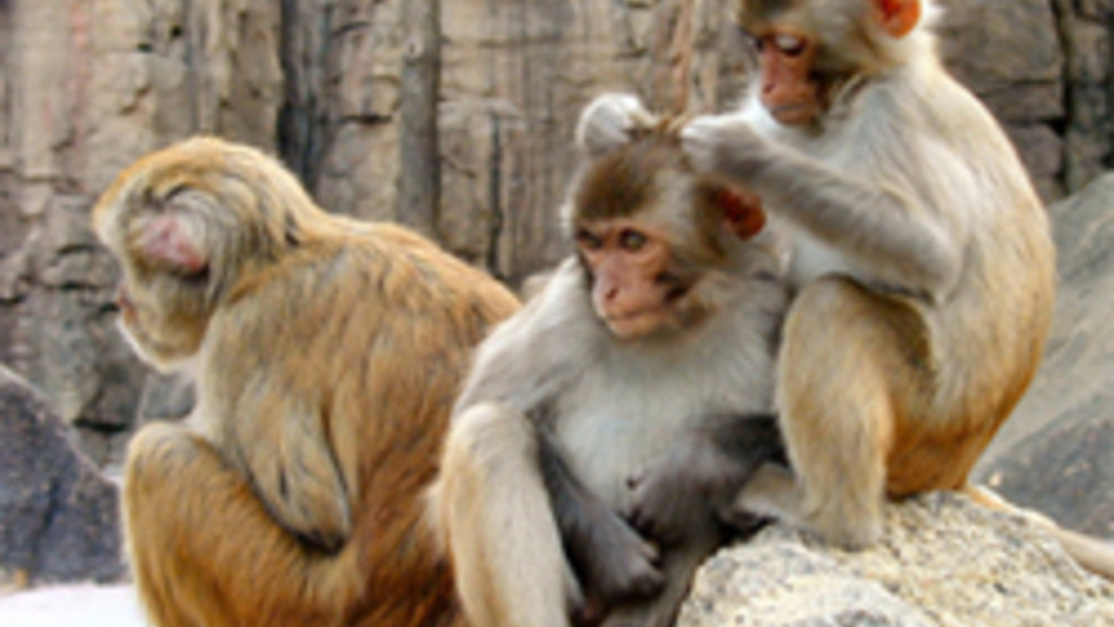 macaques