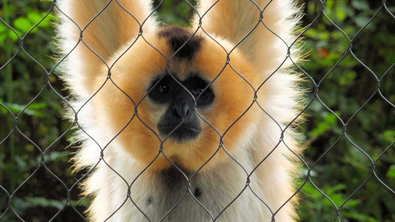 gibbon