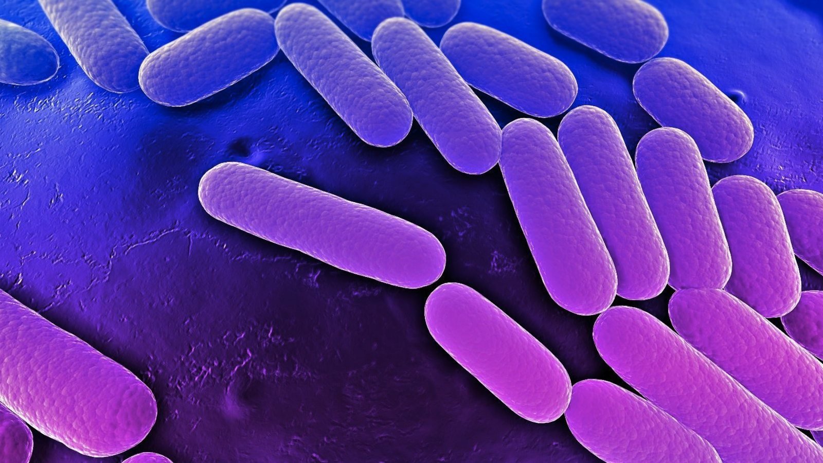 Klebsiella_pneumoniae