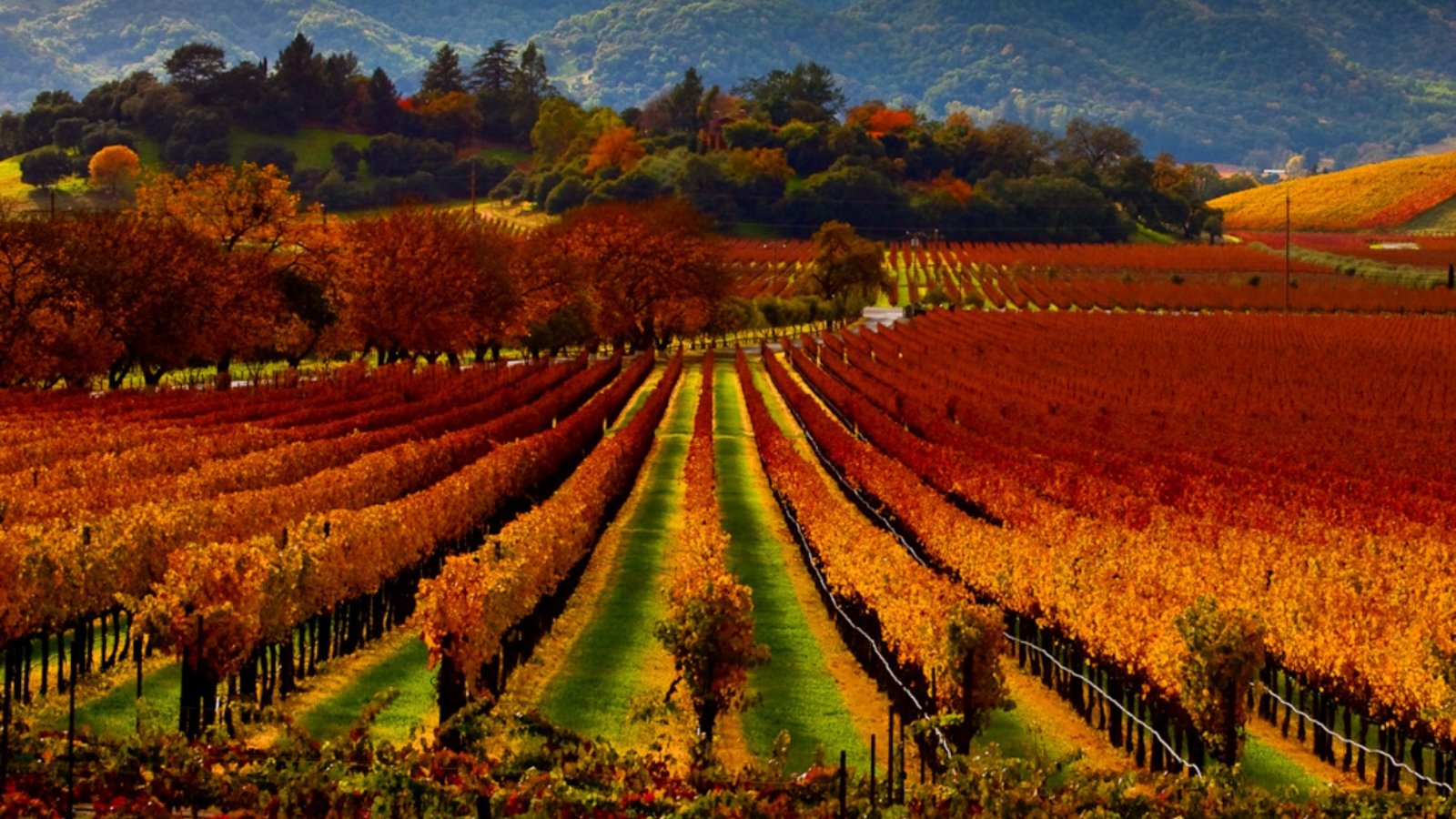 Napa Valley