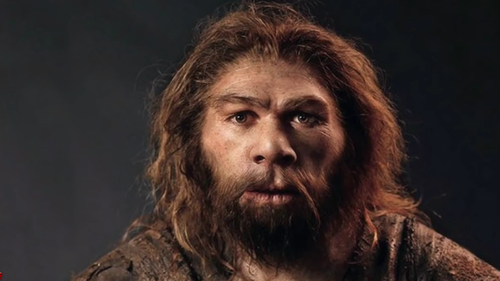 Reconstitution d'un Néandertaliens