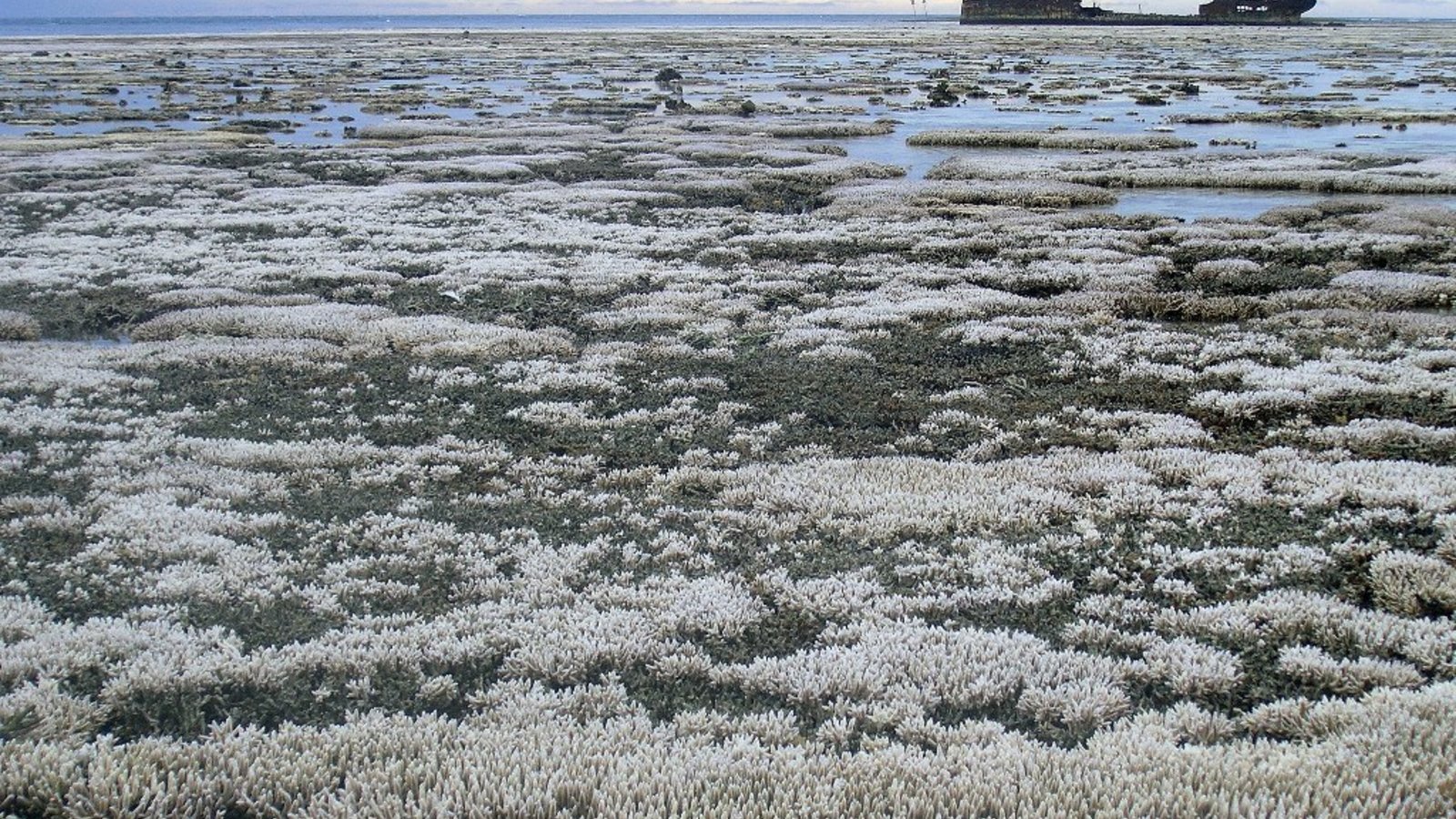 corail bleach