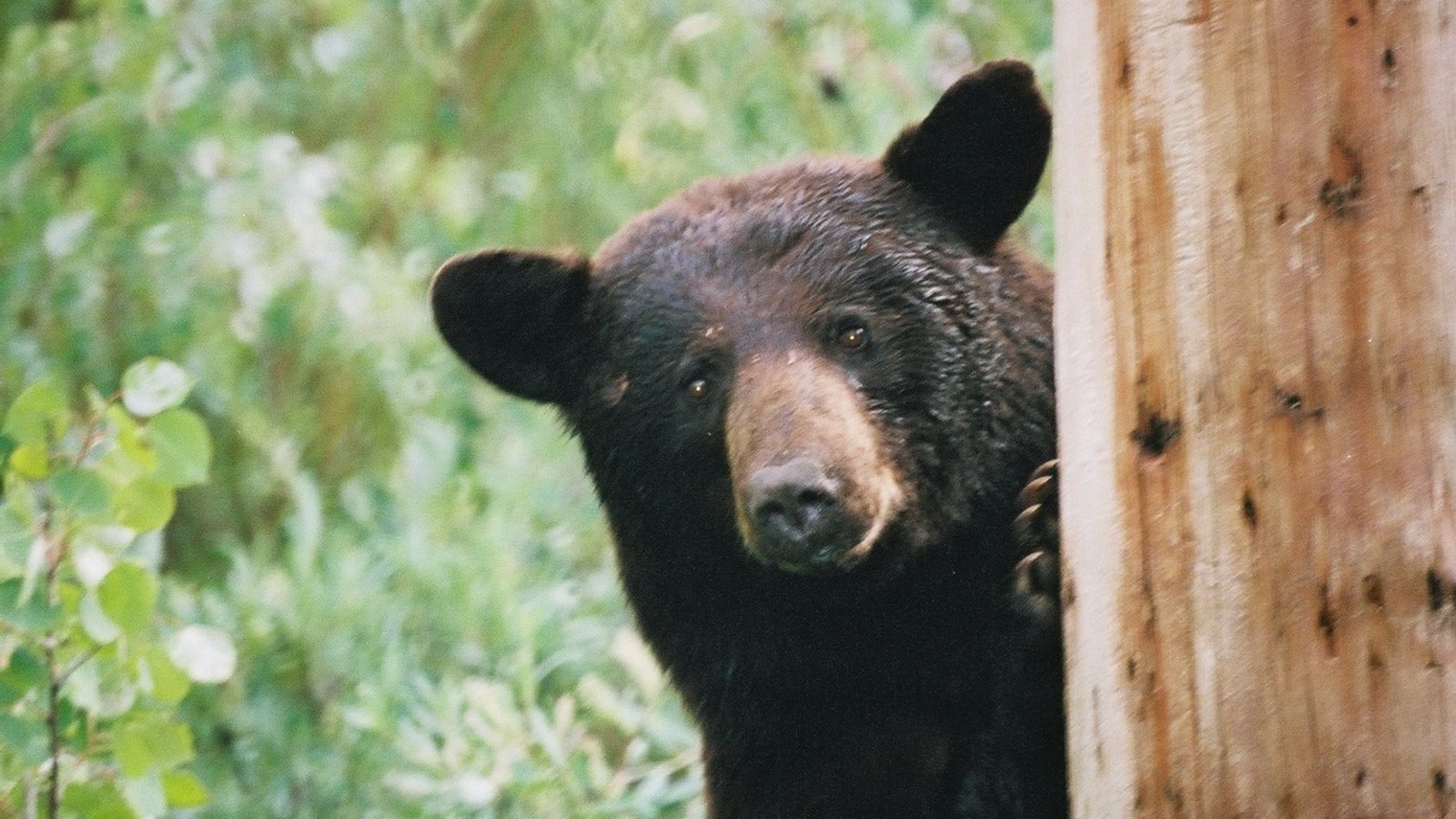 ours