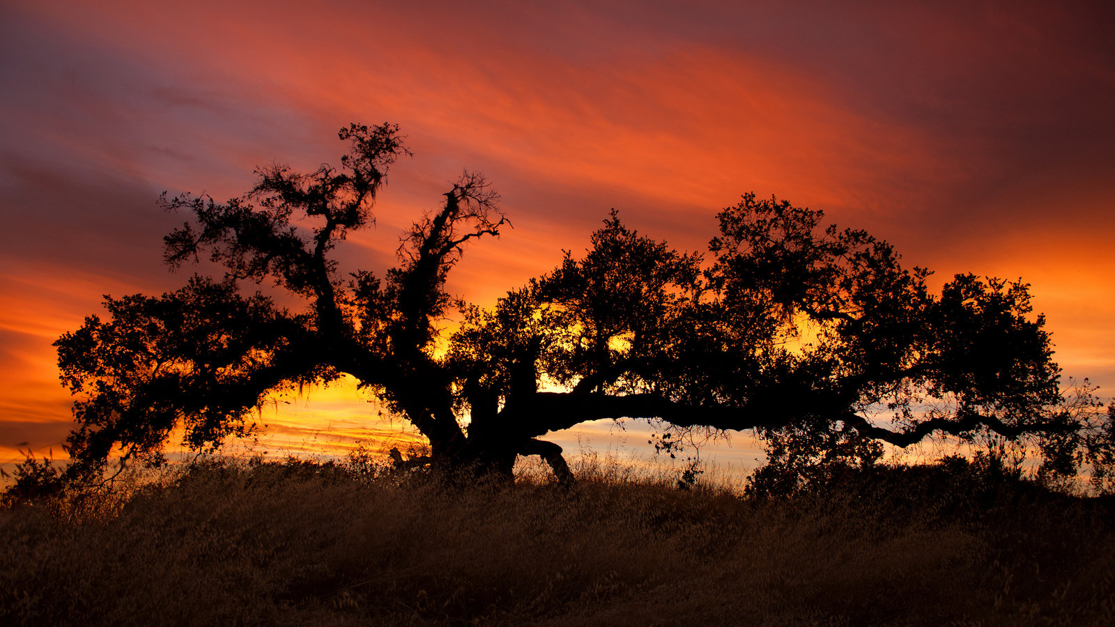 arbre ouest