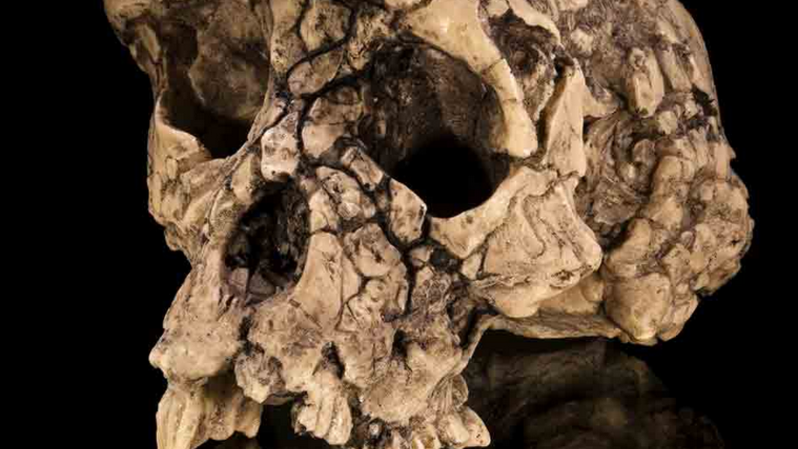 Sahelanthropus tchadensis