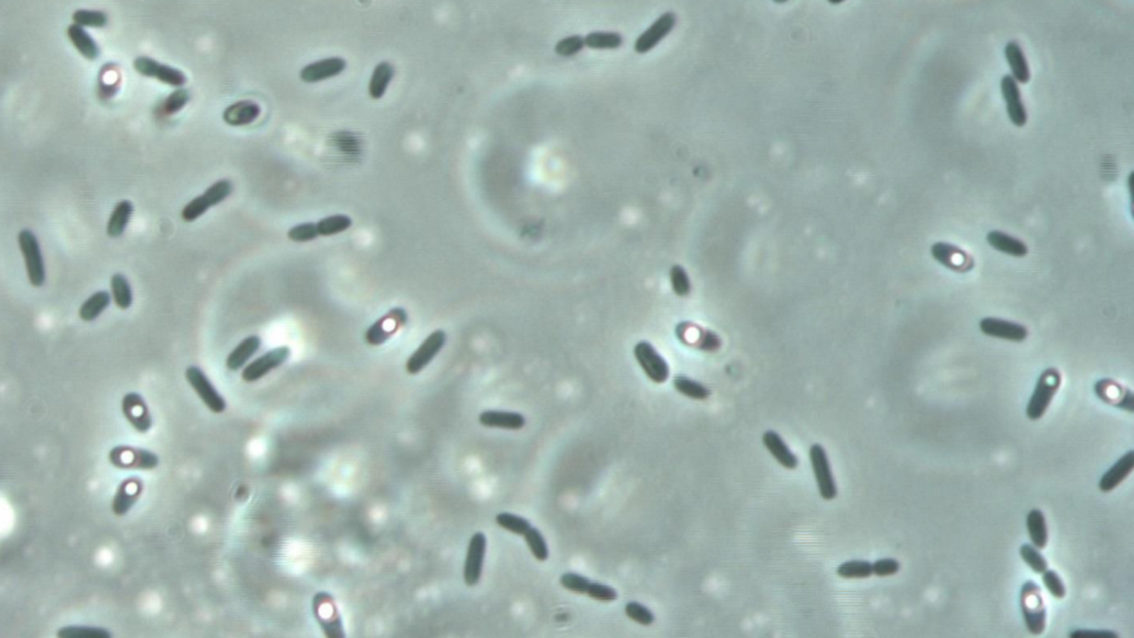 Solibacillus kalamii 