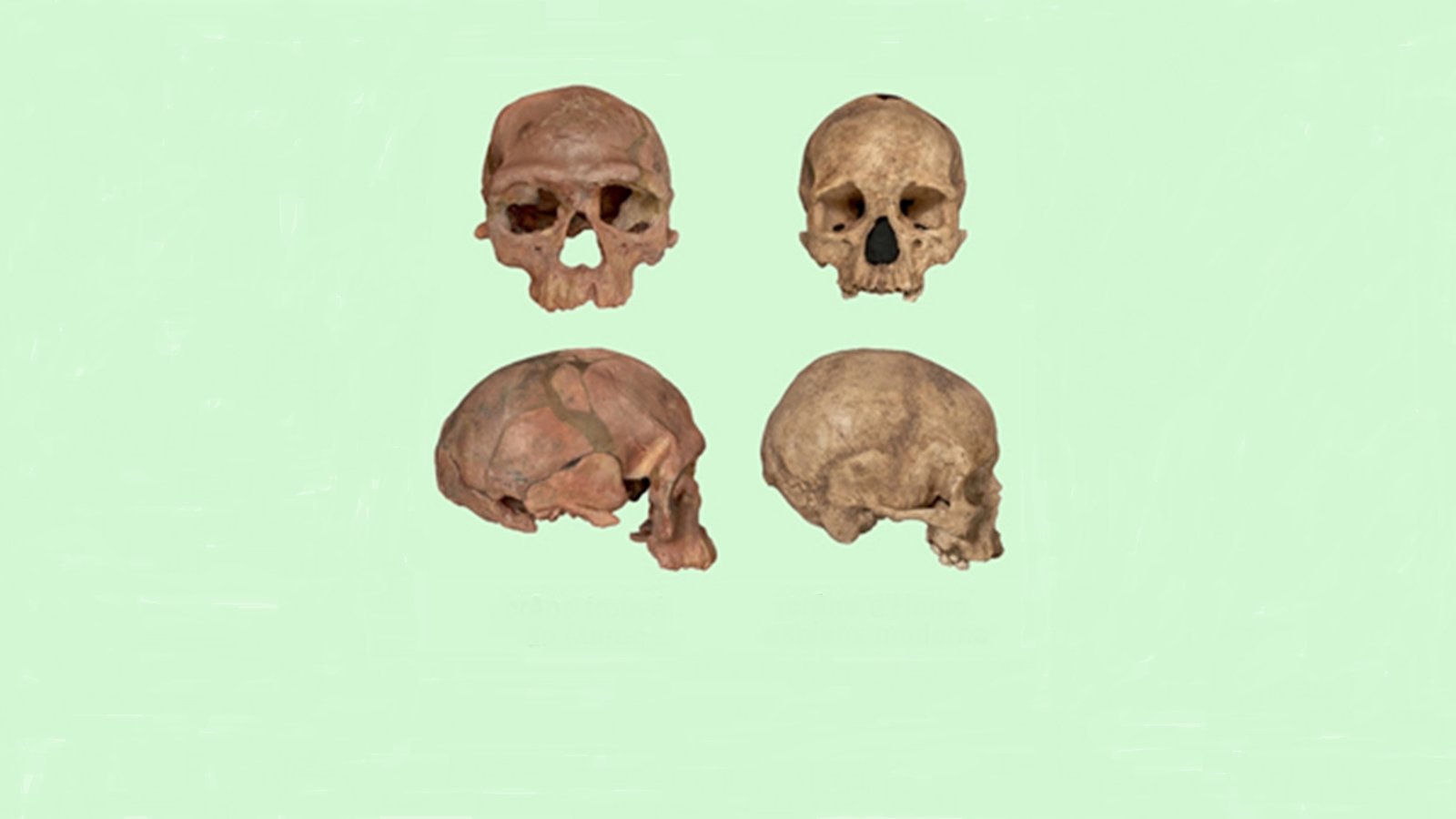 crâne maroc3