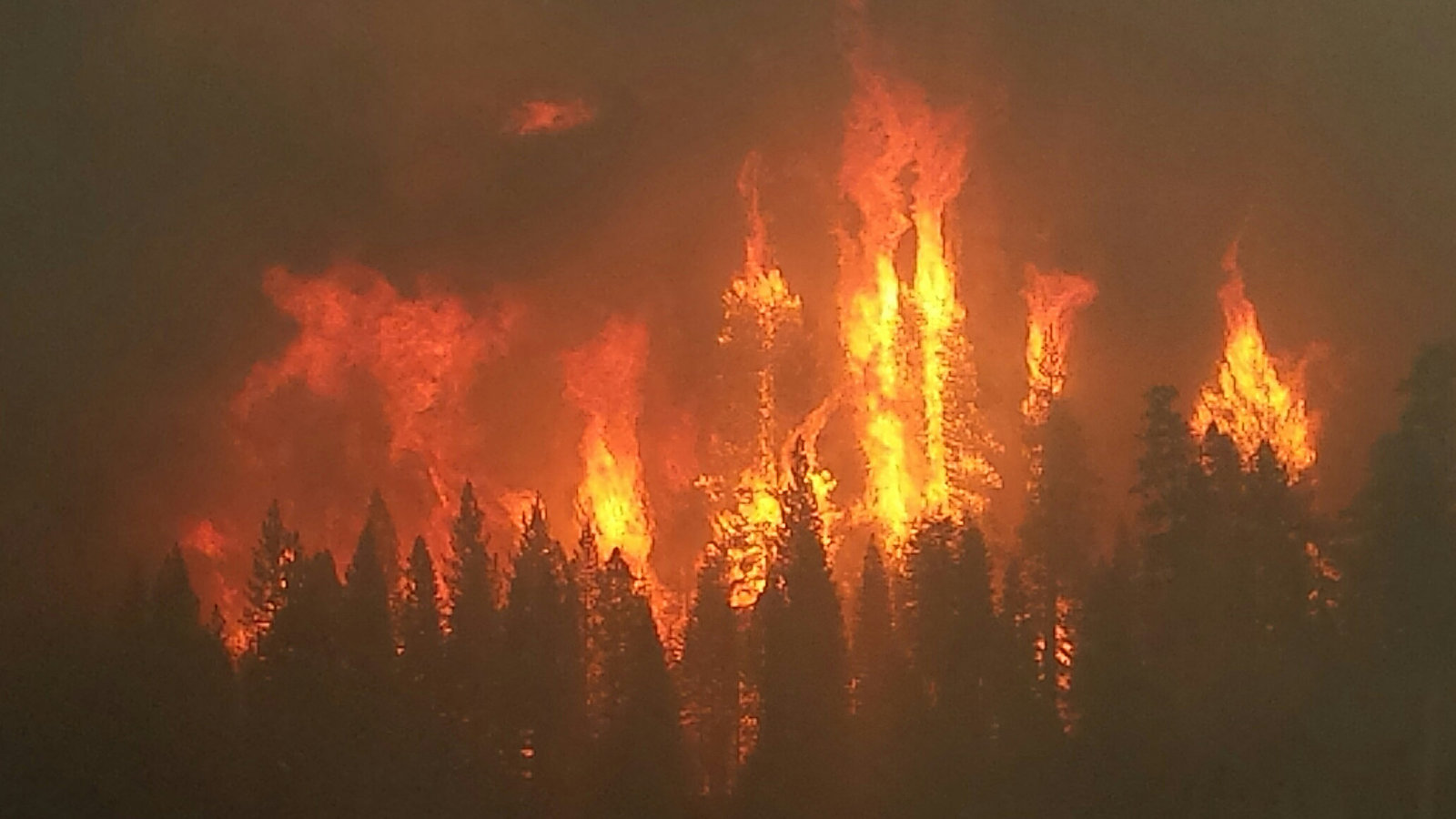 Feu de forêt