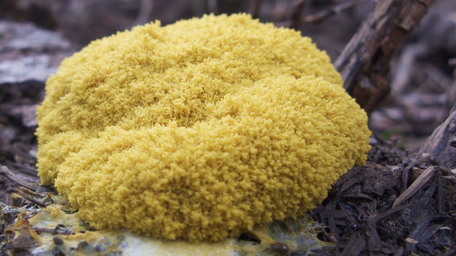 Blob-SlimeMold